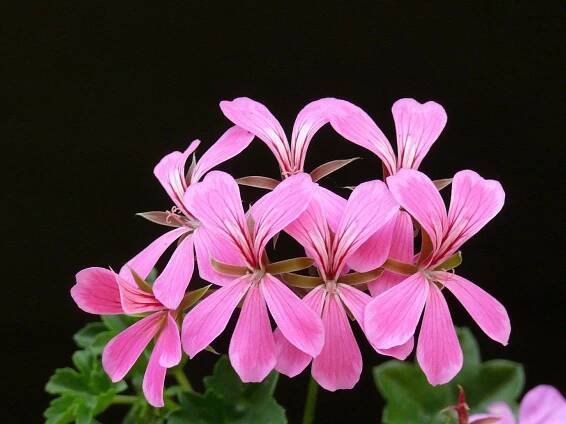 Galerie Test - Blumen Glanz - Ihre Gärtnerei im Achental