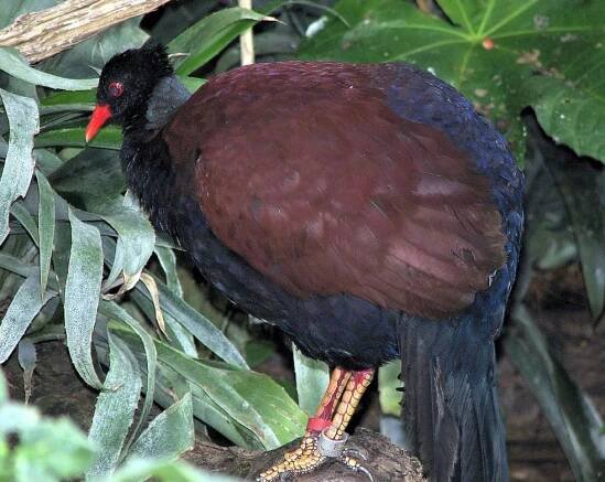 Otidiphaps the Pheasant-Pigeons — Tetrapod Zoology