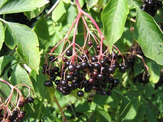 Sambucus nigra