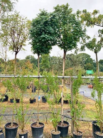 Robinia pseudoacacia 'Umbraculifera' - Kontejnerované | Starkl - zahradní­k spol. s r.o. STROMY