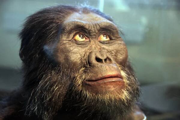 Evolución de los primates y su mirada