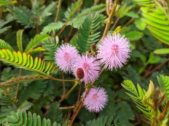 Citlivka stydlivá (Mimosa pudica)