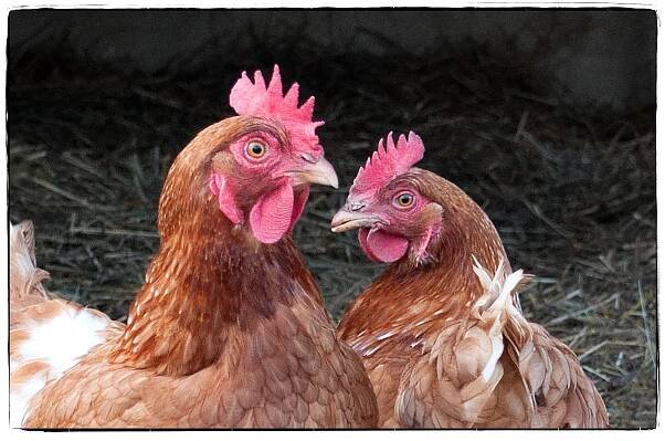 feathers & wings - Farm Animal Photography & Greeting Cards for Sale in NJ | Barnyard Moments