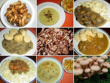 Václavky a šupinovky v kuchyni: Houbové omáčky i recept na smetanovou polévku s houbami