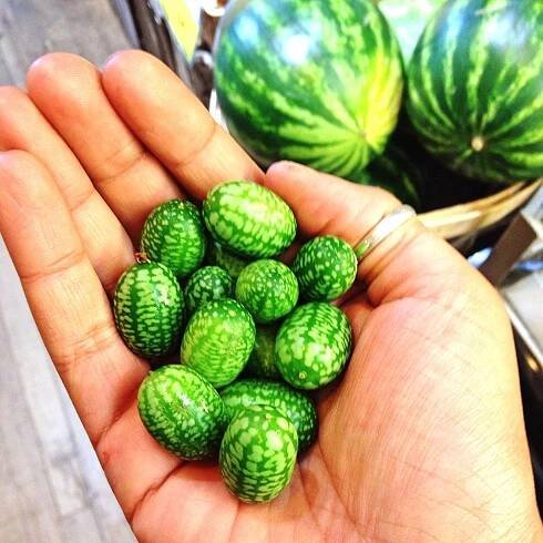 Cucamelons Are the Cutest Superfood You Can Grow Yourself
