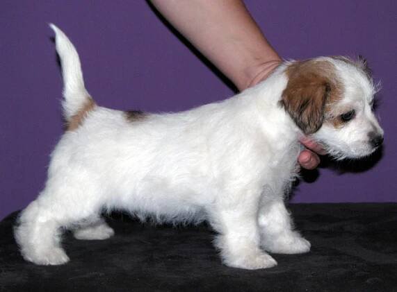 Chovný pes - hrubosrstý (rough) Jack Russel Terier z australských linií - Southjack Ghiaccio Bollente