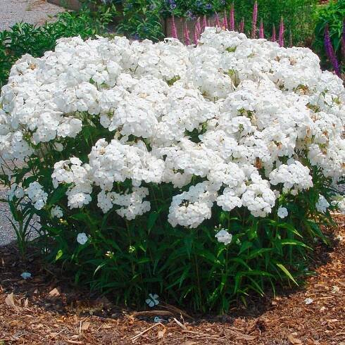Phlox 'Minnie Pearl' , Flox , K9
