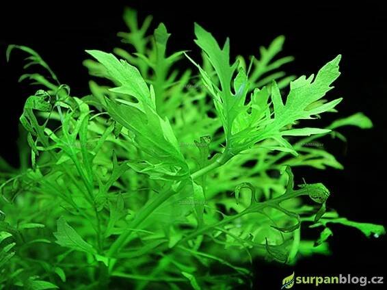 Hygrophila difformis - Water Wisteria