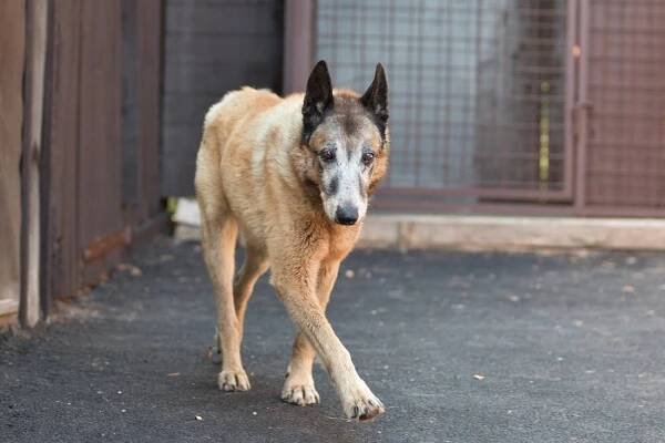 Kuba - útulek Lazec / Příbram ♣ - Home4Pets