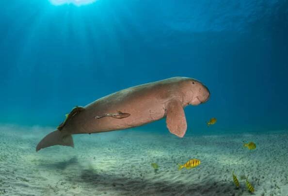 velký vzácný dugong nebo samec mořské krávy ve slunečních paprscích a žlutých rybách v rudém moři egypta - podvodní mina - stock snímky, obrázky a fotky