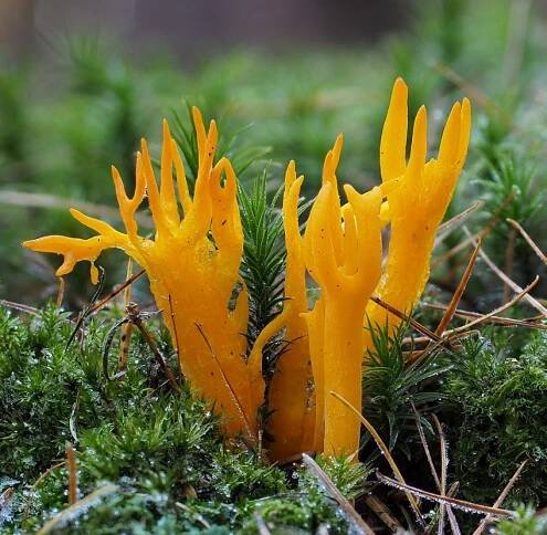krásnorůžek lepkavý – Calocera viscosa, Kladensko - foto: Martin Petrák