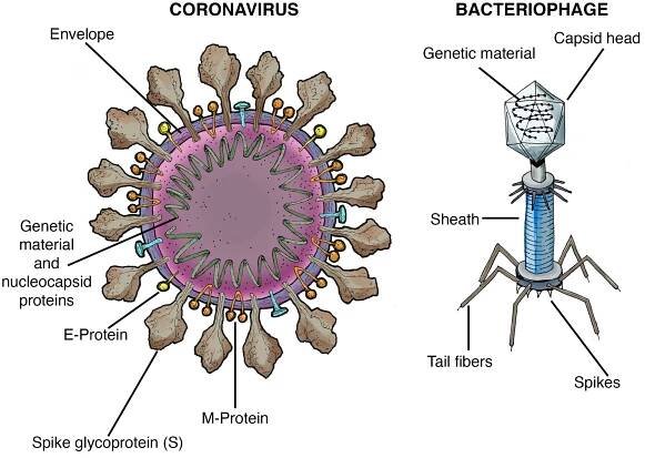What is the coronavirus? Virus science explained - Caltech Science Exchange