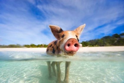 NEW! - Half-day Swim with Pigs at Rose Island!