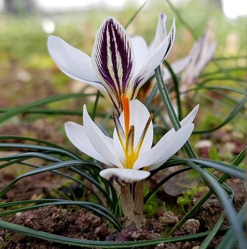 Crocus biflorus