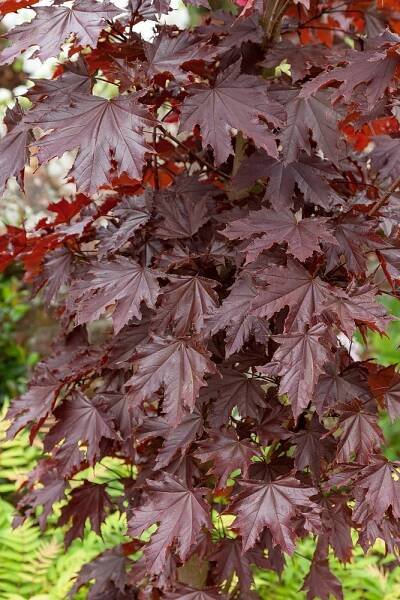 Acer Crimson Sentry