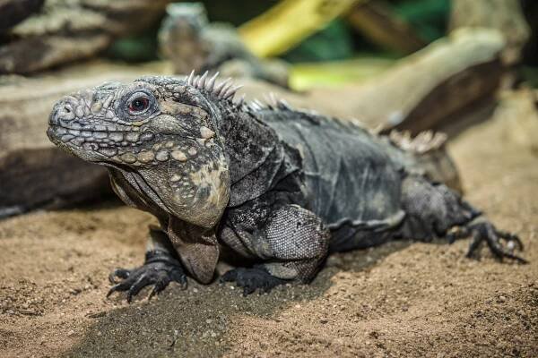Soubor:Leguán kubánský zoo praha 1.jpg