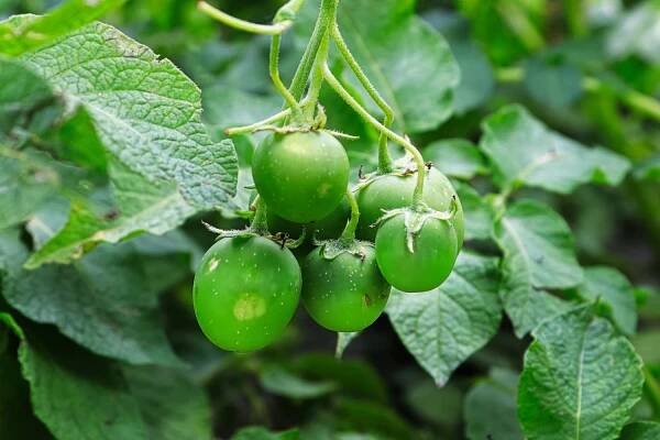 Bobule brambor jsou jedovaté. Obsahují hodně alkaloidu z konzervovaného hovězího masa, který může způsobit těžkou otravu. Foto © Shutterstock