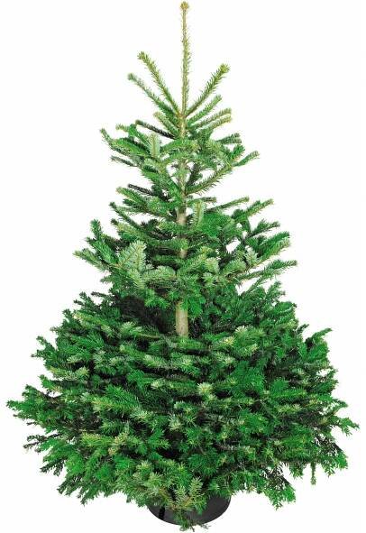 Řezaný vánoční stromek Jedle Nordmann (Abies nordmanniana) 100-150 cm
