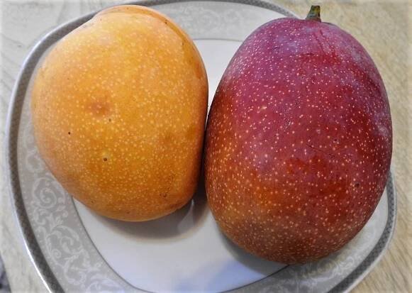 Proč je mango králem ovoce?