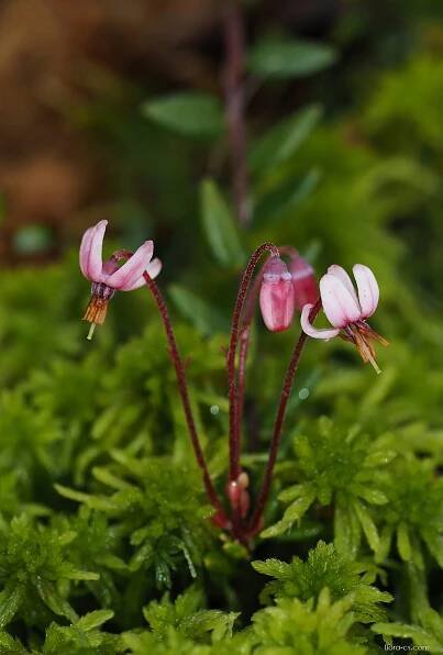 Klikva bahenní (Vaccinium oxycoccos)