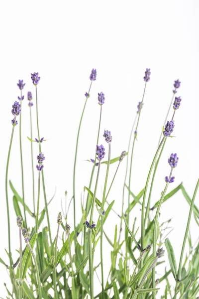 Levandule lekařská, Lavandula Felice, modrá, skladem | ZAZUMi.cz