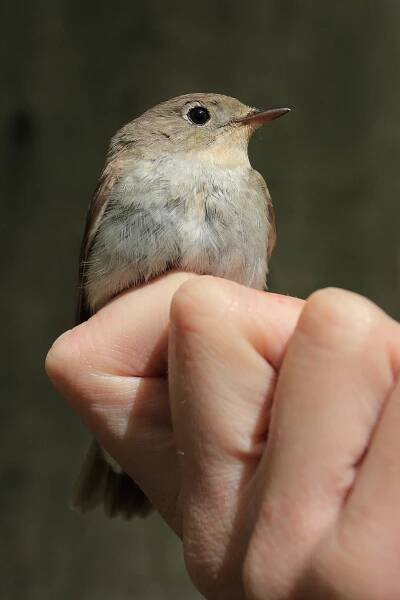 Lejsek malý (Ficedula parva) - Red-breasted Flycatcher