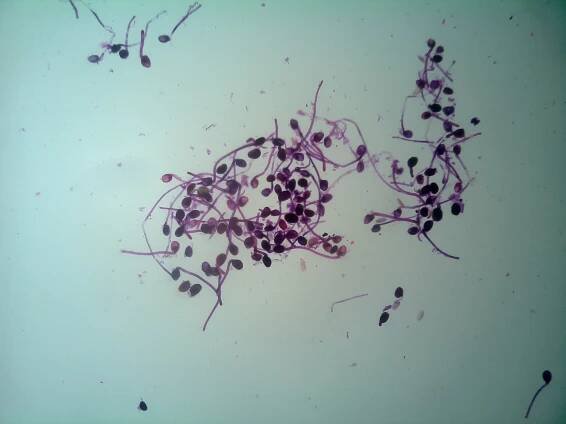 Microscope | WE-LAB