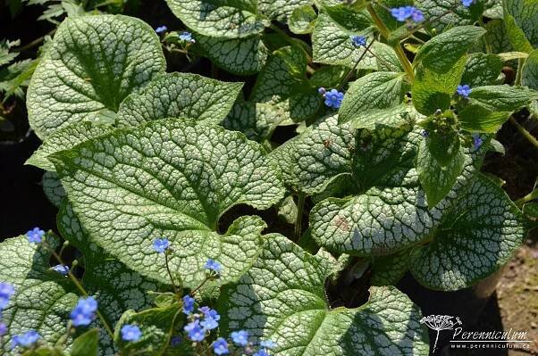 Brunnera macrophylla 'Sea Heart' | Perennicullum