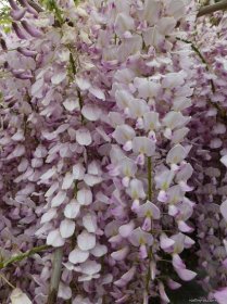 Vistárie květnatá - Wisteria floribunda Benifugi, květy, květenství
