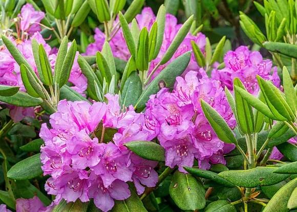 Nepodceňujte výsadbu rododendronů, jinak se jim u vás líbit nebude. Vyhněte se této zásadní chybě