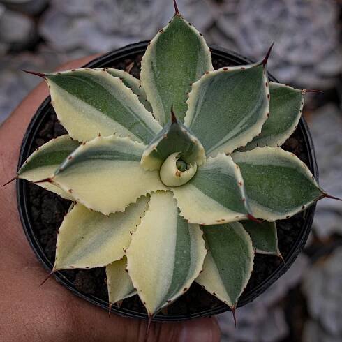 All – Succulentasia 