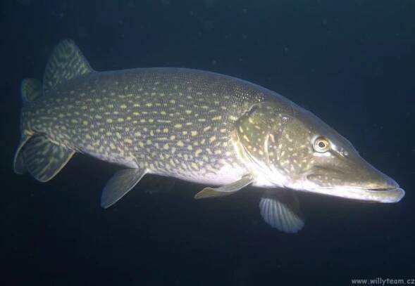 Esox lucius - štika obecná