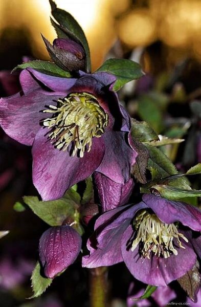 Čemeřice východní Red Hybrids (Helleborus orientalis)