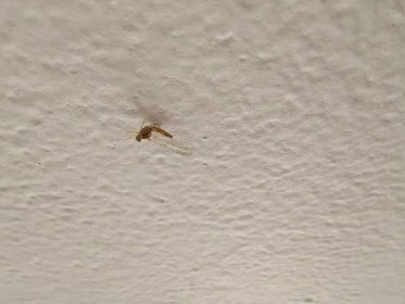 Nehybný neměnný hmyz na zdi #3