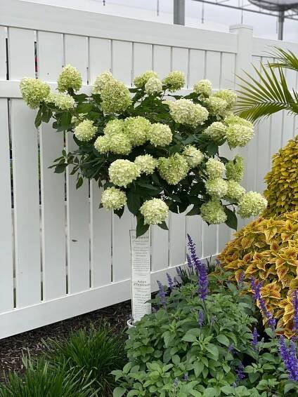 Limelight Hydrangea Tree