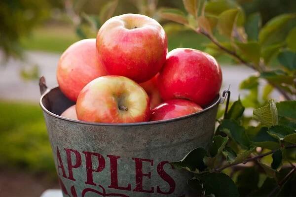 The Health Benefits of Apples