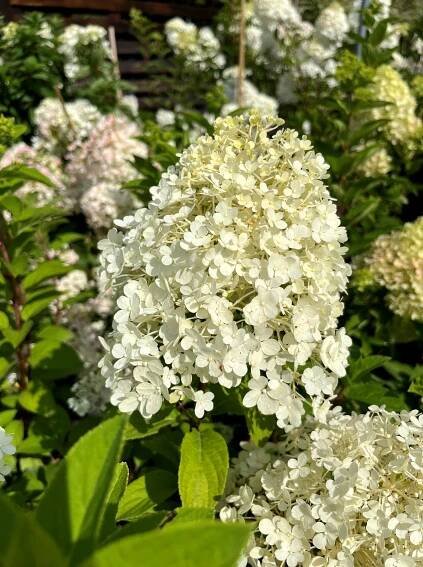 Hydrangea paniculata 'Bobo'