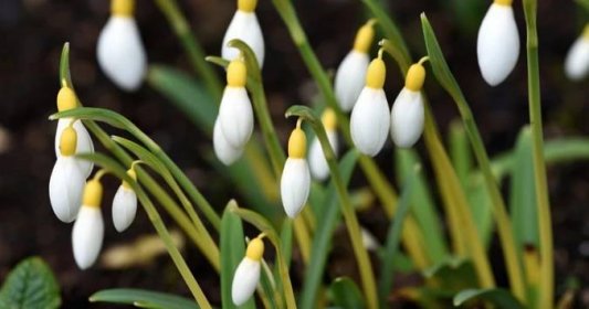 Cibule lilií můžete sázet i v březnu. Potřebují ale drenáž a „nohy v chladnu“ | Naše krásná zahrada