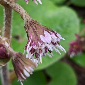 Winter Heliotrope (Petasites pyrenaicus) – Weeds of Melbourne
