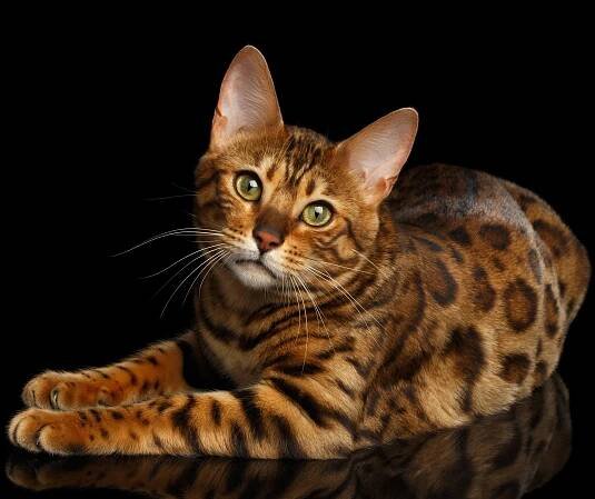 Bengal