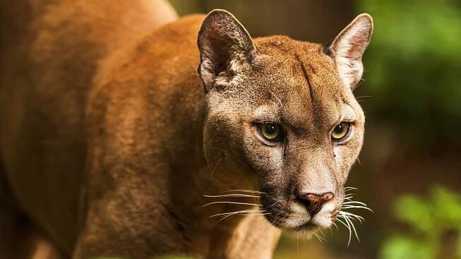 Panther vs. Cougar: Different Names for the Same Cat