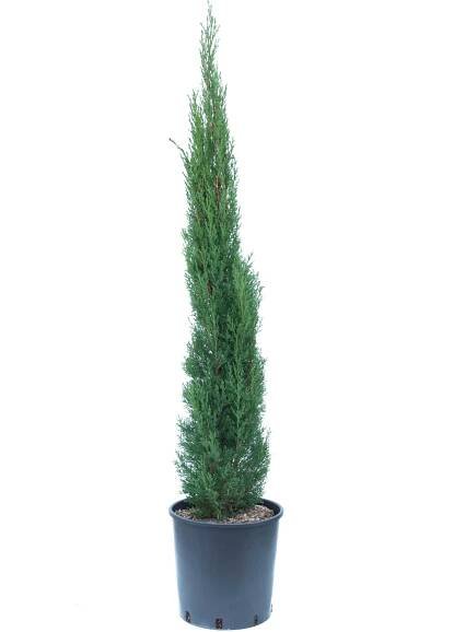 OBI Cypřiš stálezelený (Cupressus sempervirens)"Pyramidalis"výška 100-120 cm 12l