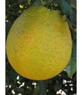 Citroník 'Santa Catarina'