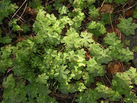 Geranium macrorrhizum 'Bevans Variety' - kakost oddenkatý