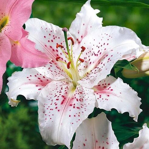Lily Oriental Muscadet (Fall)