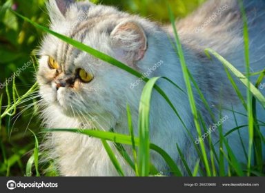 Stáhnout - Perská kočka v přírodě — Stock obrázek zdarma