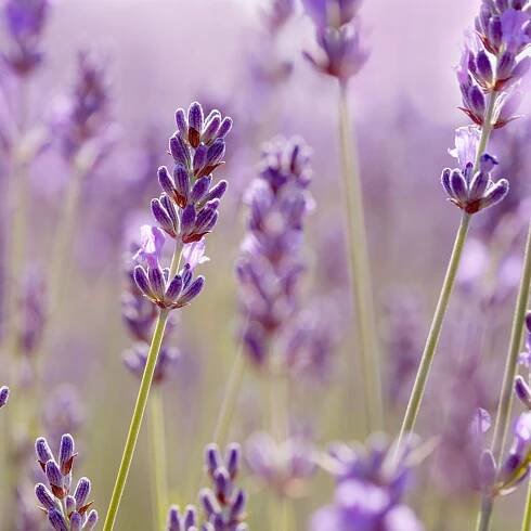lavendel