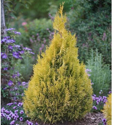 A singular bright chartreuse Fluffy arborvitae growing in front of yellow flowers.