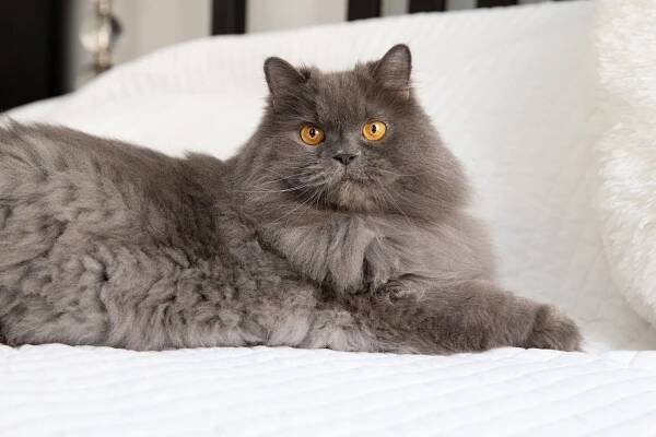 14 Fascinating Facts About Persian Cats