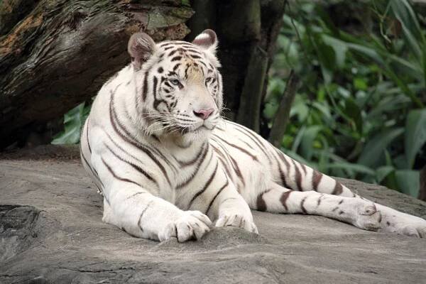 ZOO Liberec + zámek Sychrov - cahvezdicka
